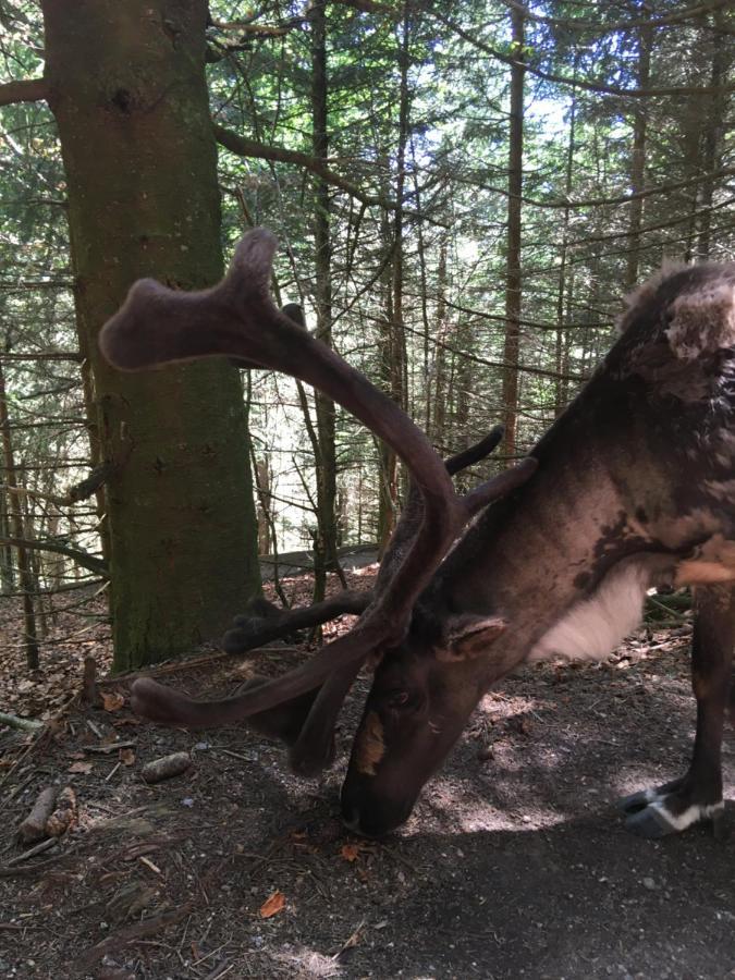 Le Petit Kichon Lägenhet Gérardmer Exteriör bild